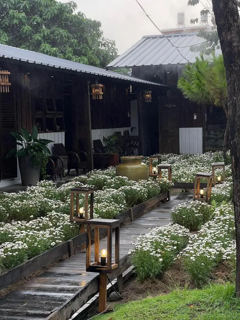 Tiệm Cà Phê Chang Dao - Vườn cúc họa mi rực rỡ