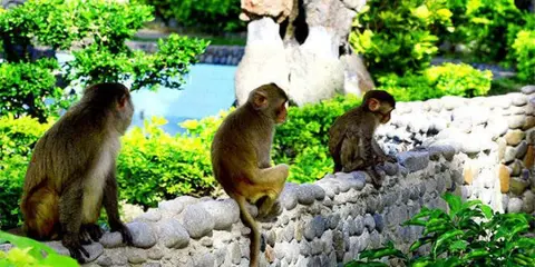 Những chú khỉ rất thân thiện với du khách tại Vương quốc khỉ Nha Trang