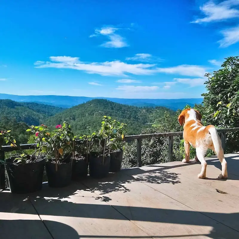 gau-garden